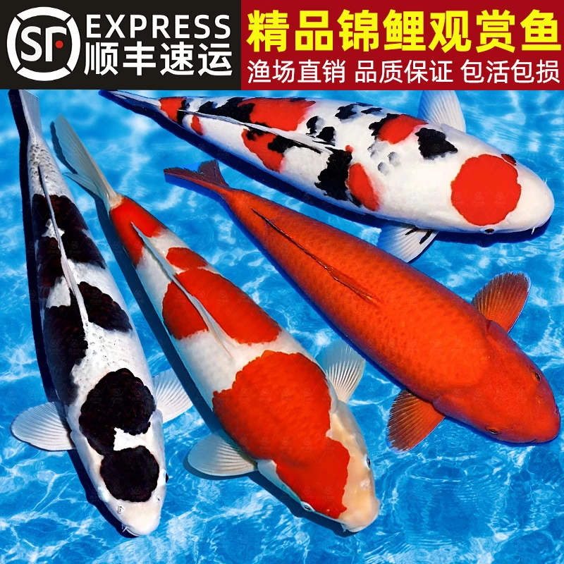 顺丰锦鲤冷水观赏鱼黄金纯种大正淡水观赏鱼鱼观赏鱼红色冷水鱼
