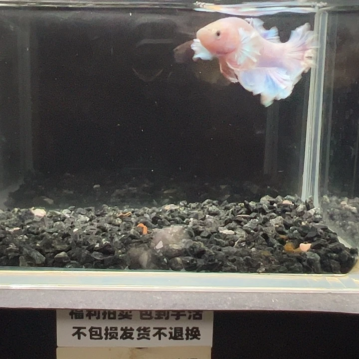 斗鱼竞拍跑单拉黑26日26