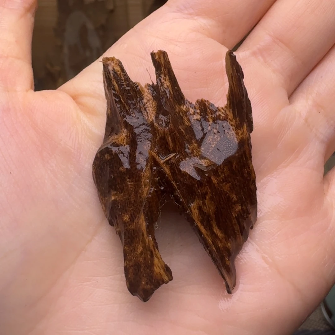 木海南霸王岭沉水老料2.4克