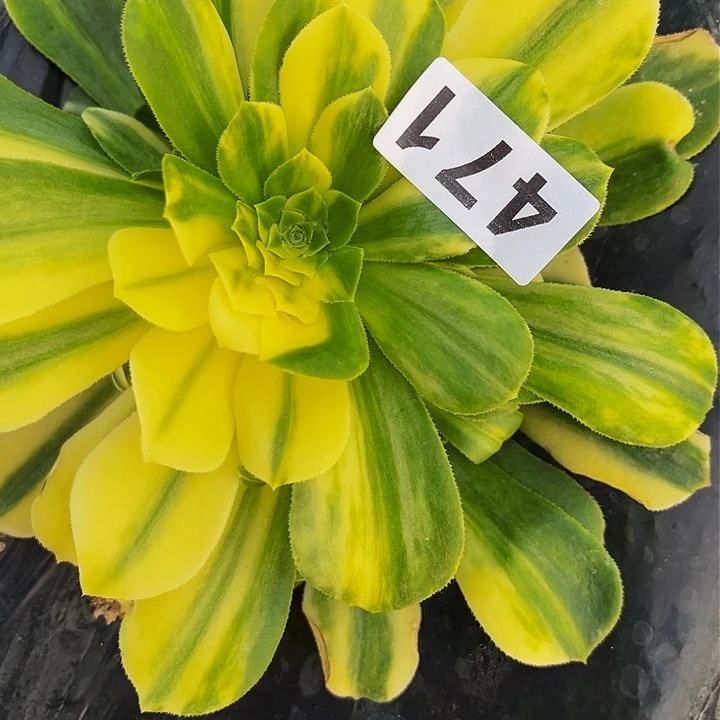 471五彩琉璃多肉植物处理不售后