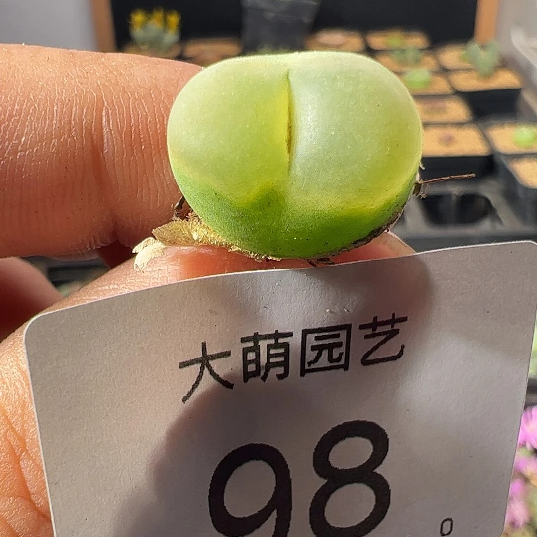 一物一拍冰风铃杂交。  98