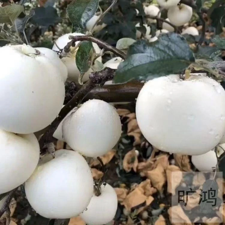 新品种富士白苹果树苗奶油苹果苗独特奶香味抗旱耐寒果树当年结果