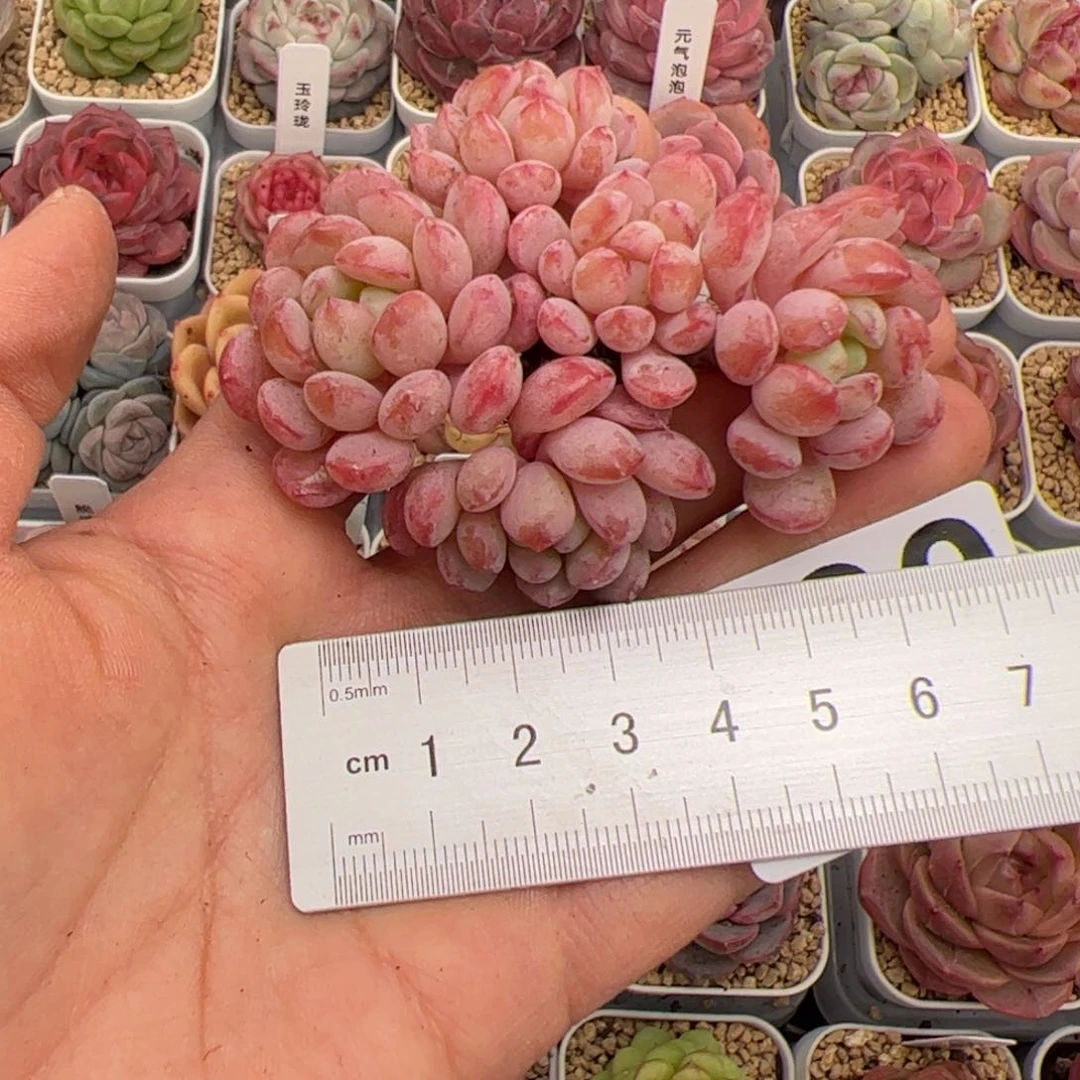 仔*230 多肉植物组合盆栽