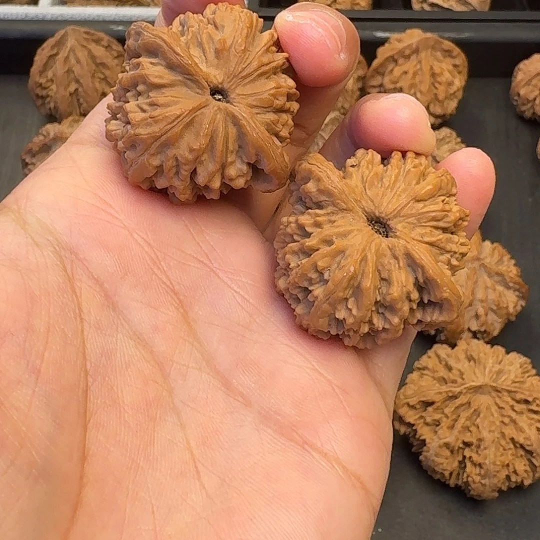 核桃突突突突突突突突突突突突突突