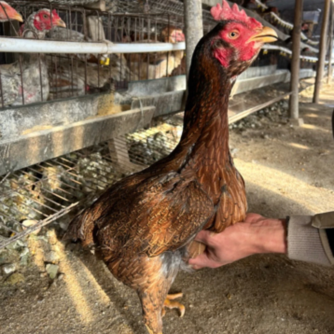 斗鸡 鬼母 土炮 白龙 纯灰 纯黑 红麻 全黑 火烧毛 虎毛 冷冻发货