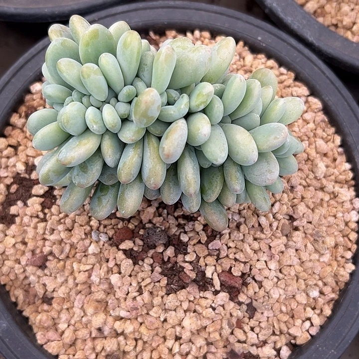 洛神群生缀化多肉