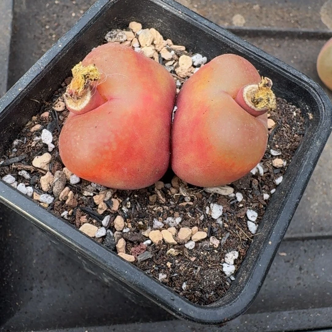 肉锥植物毛汉尼特价