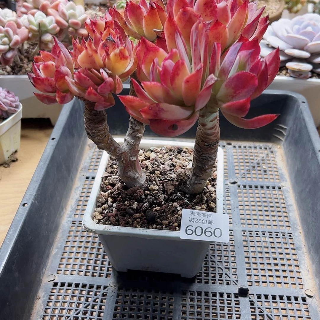 9号我们的确是一6060