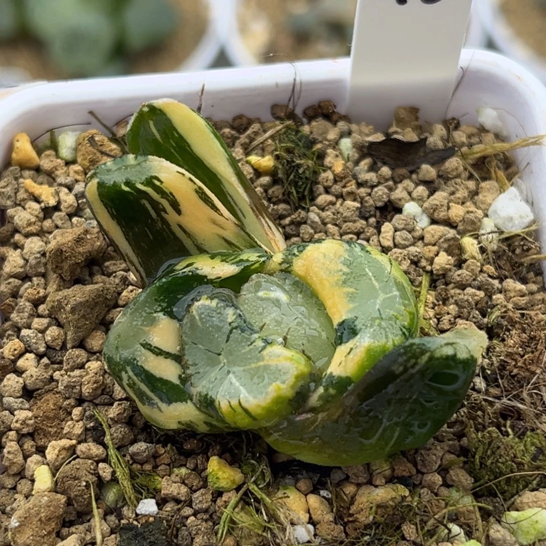 46霸王万象锦十二卷多肉