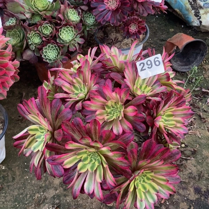 296红颜绣球多肉