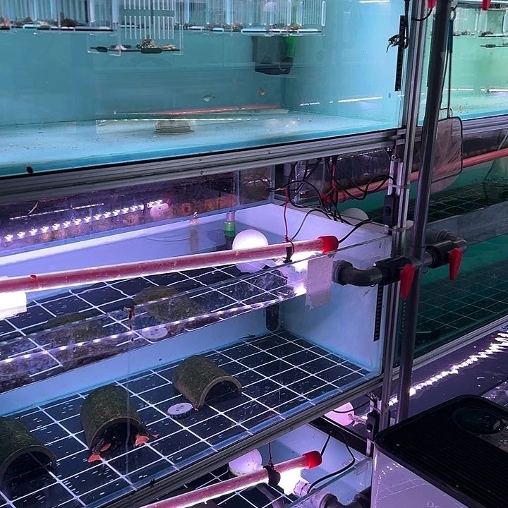 清道夫鱼用卷专拍500链接