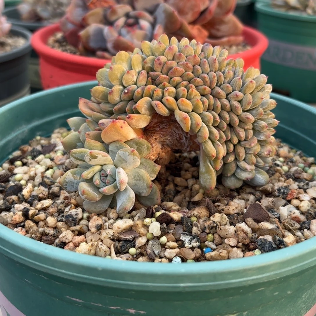 叶插橙梦露缀化，小家伙。