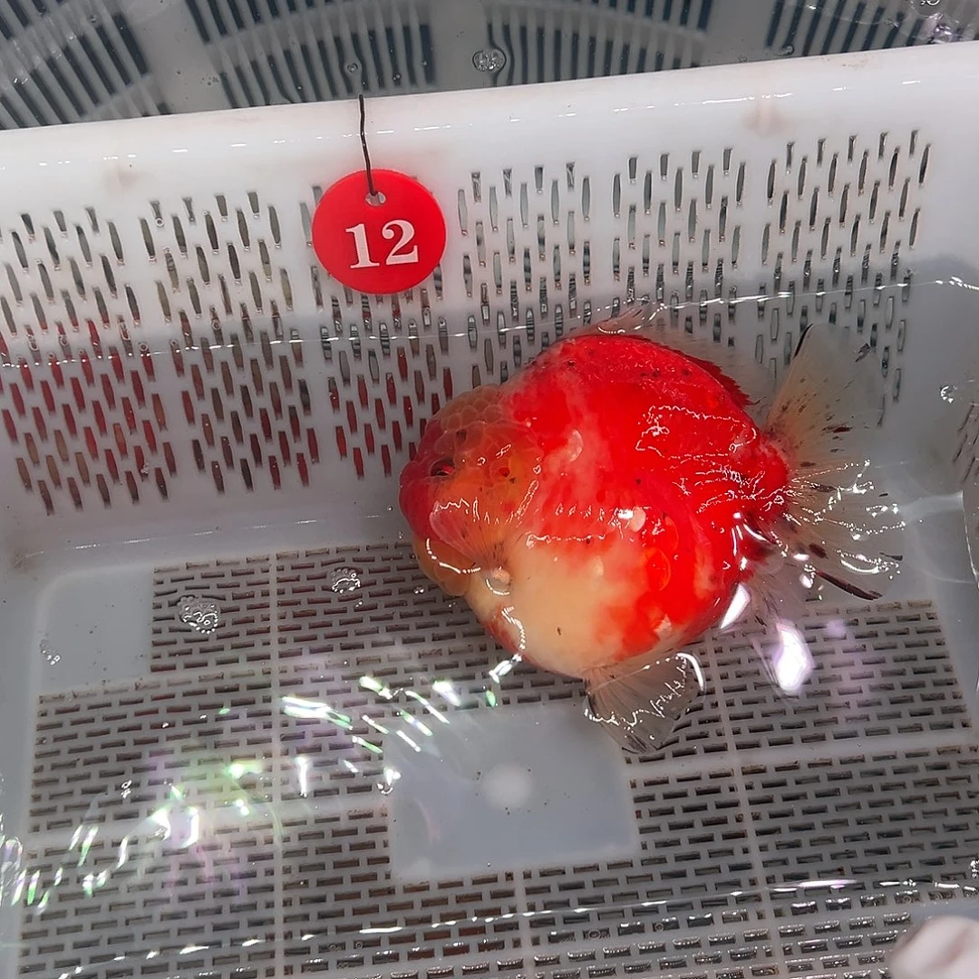 閑***s抖音上的小伙伴们都在