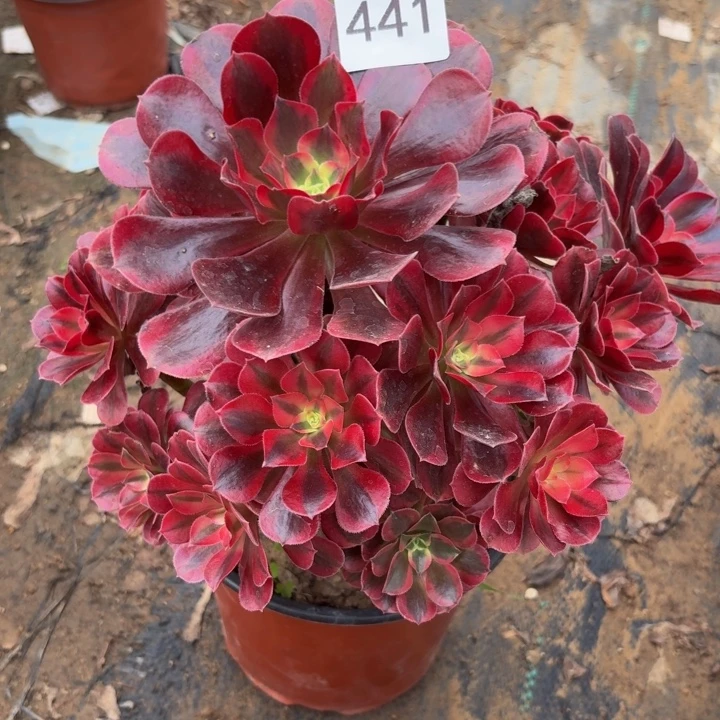 美杜莎多肉植物不包损441