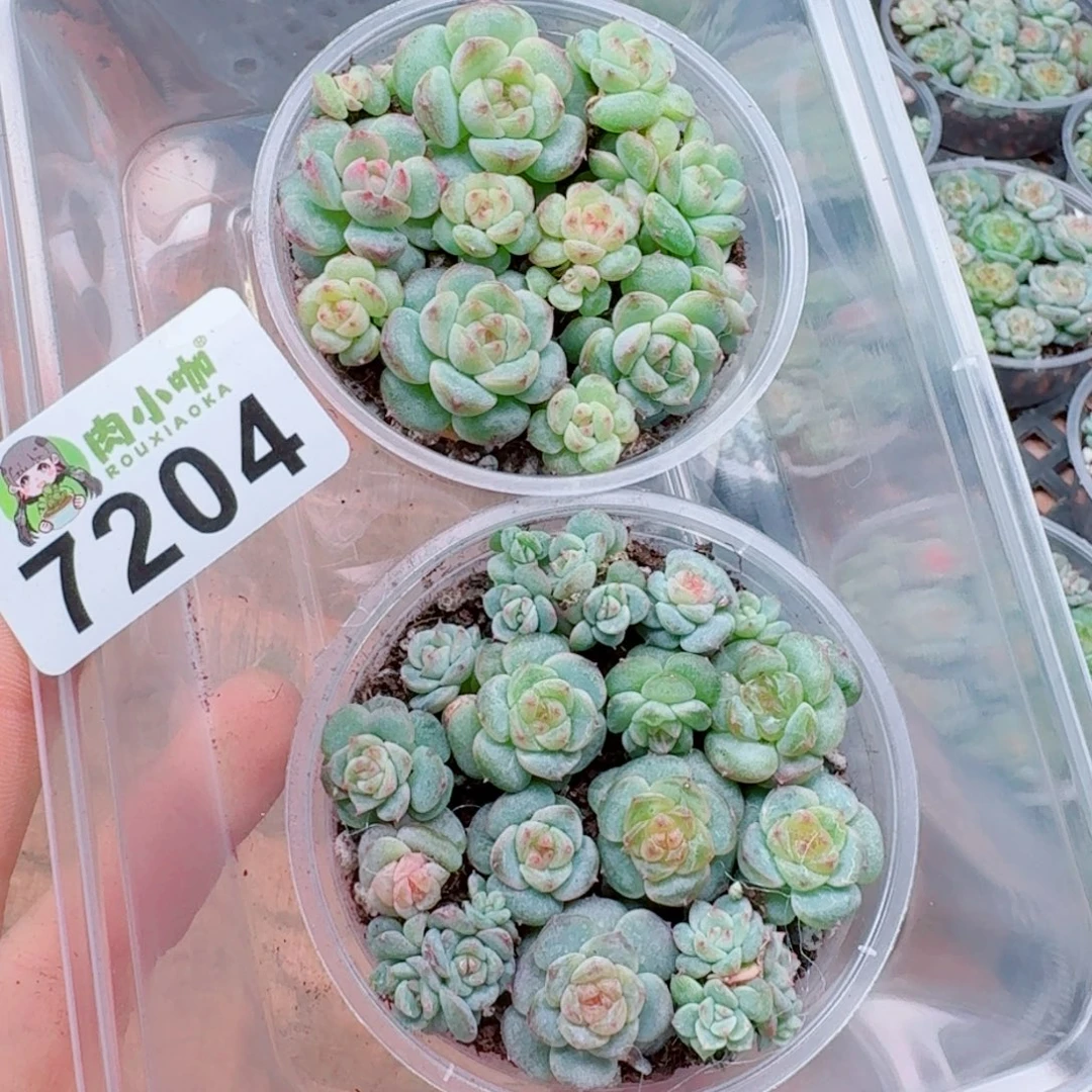 泡***x多肉植物多肉植物