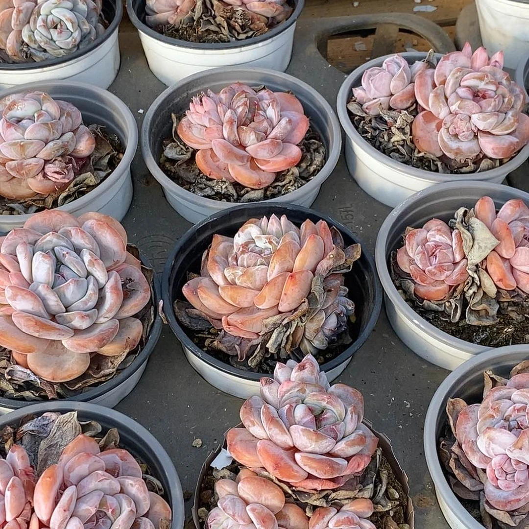 金汇园艺，石榴籽混发