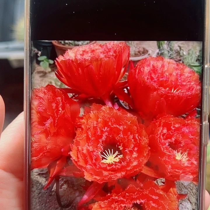 毛花柱706侧芽一棵