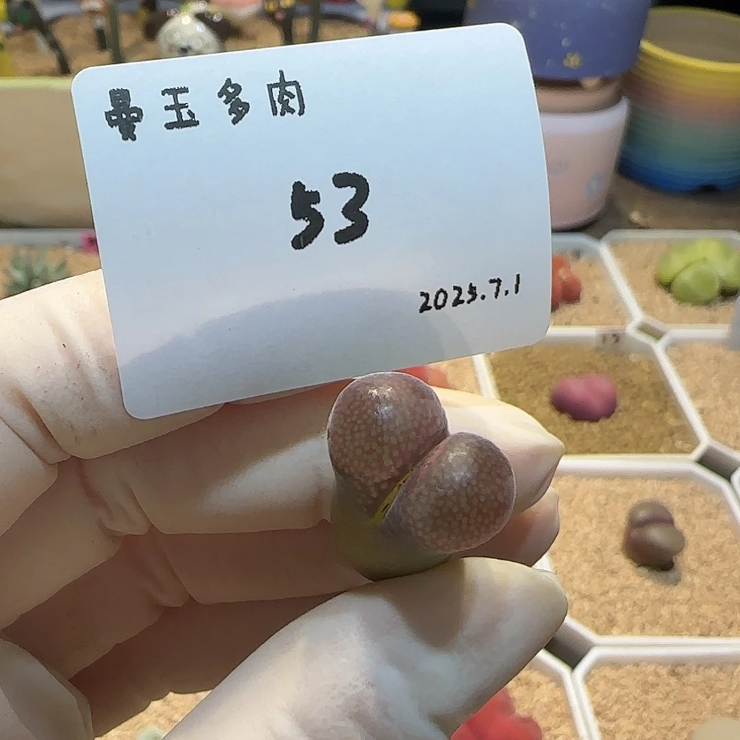 ʚ***ɞ多肉多肉多肉7.2-053