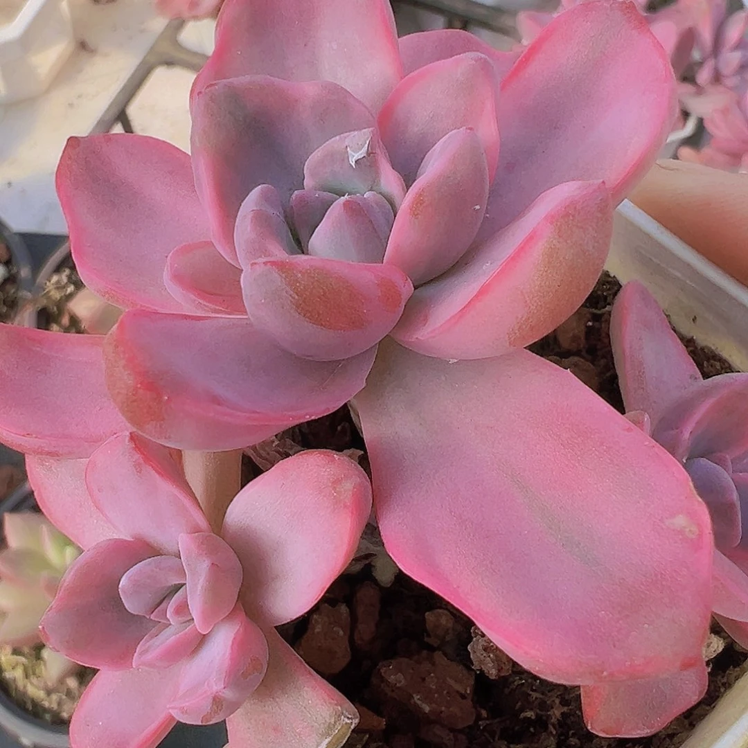 彩虹糖群19包邮多肉