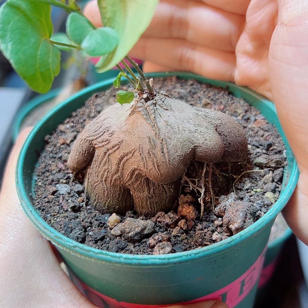 象足龟甲龙5公分