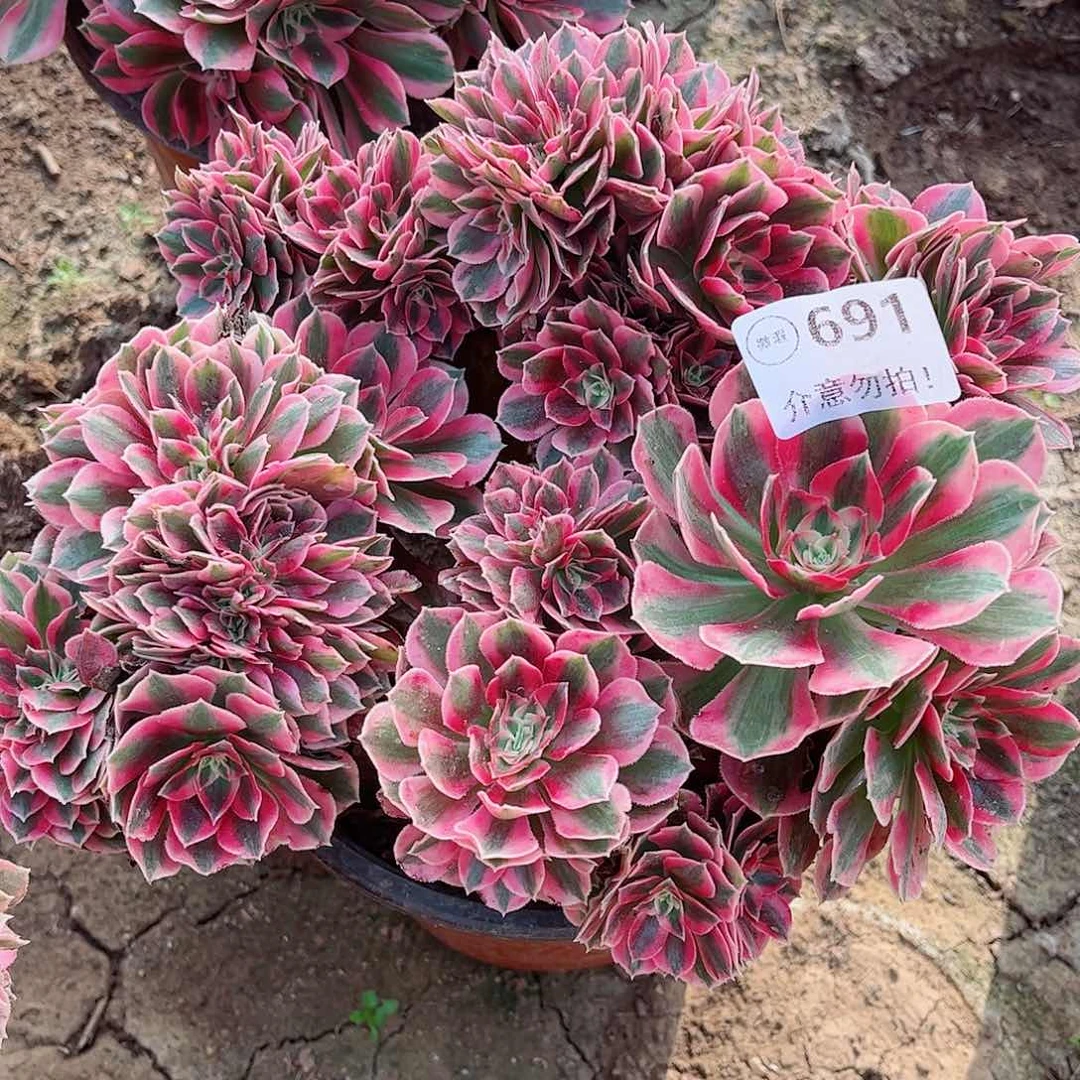无花朵多肉植物691