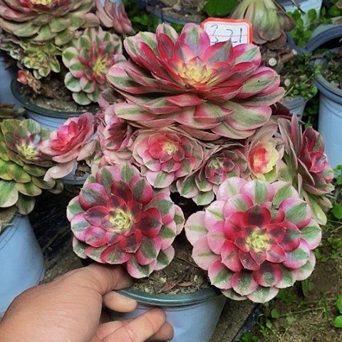 倾城老桩捧花法师821号号