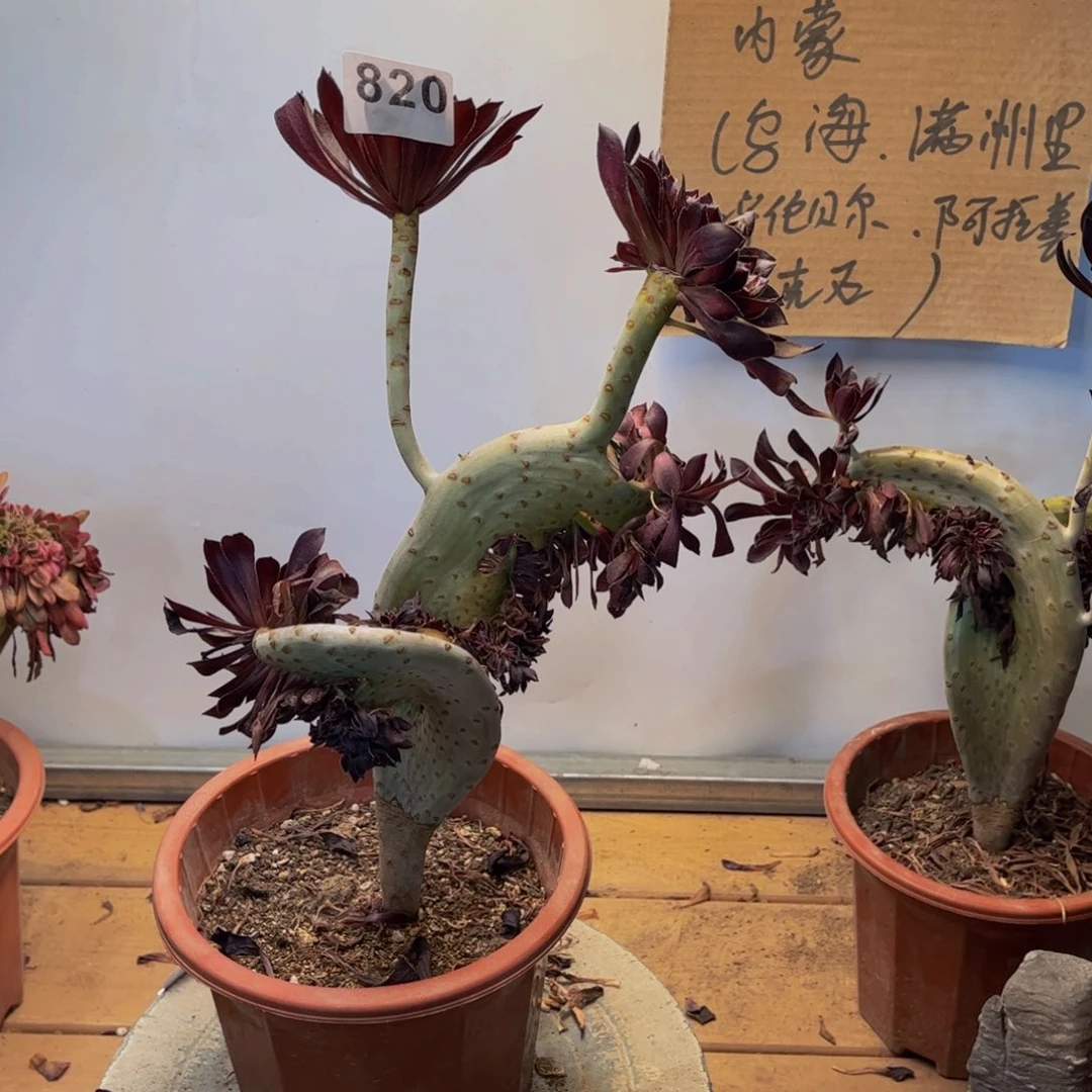 多肉植物黑法师缀820