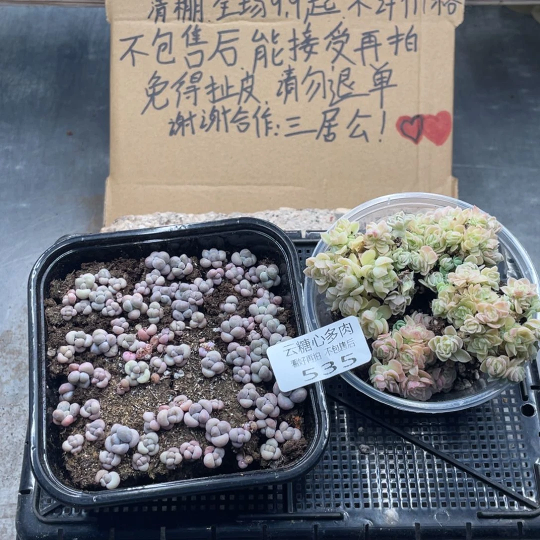 云糖心多肉植物535