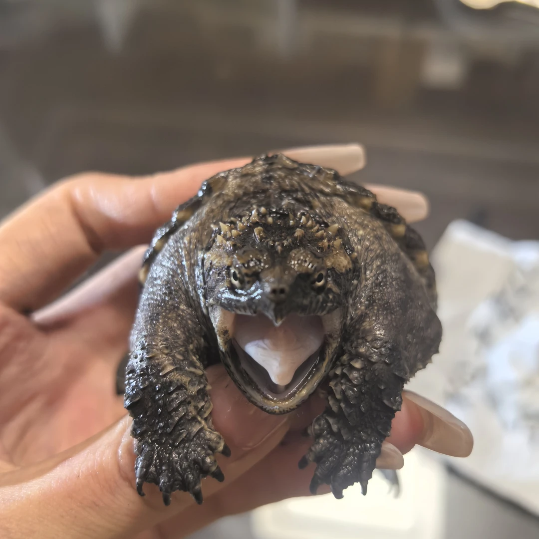 【直播专属】野后纯佛鳄龟佛罗里达拟鳄人工饲养活体爆刺鳄龟纯佛