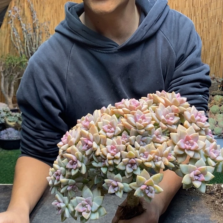 云***扬109 号淡雪多肉植物