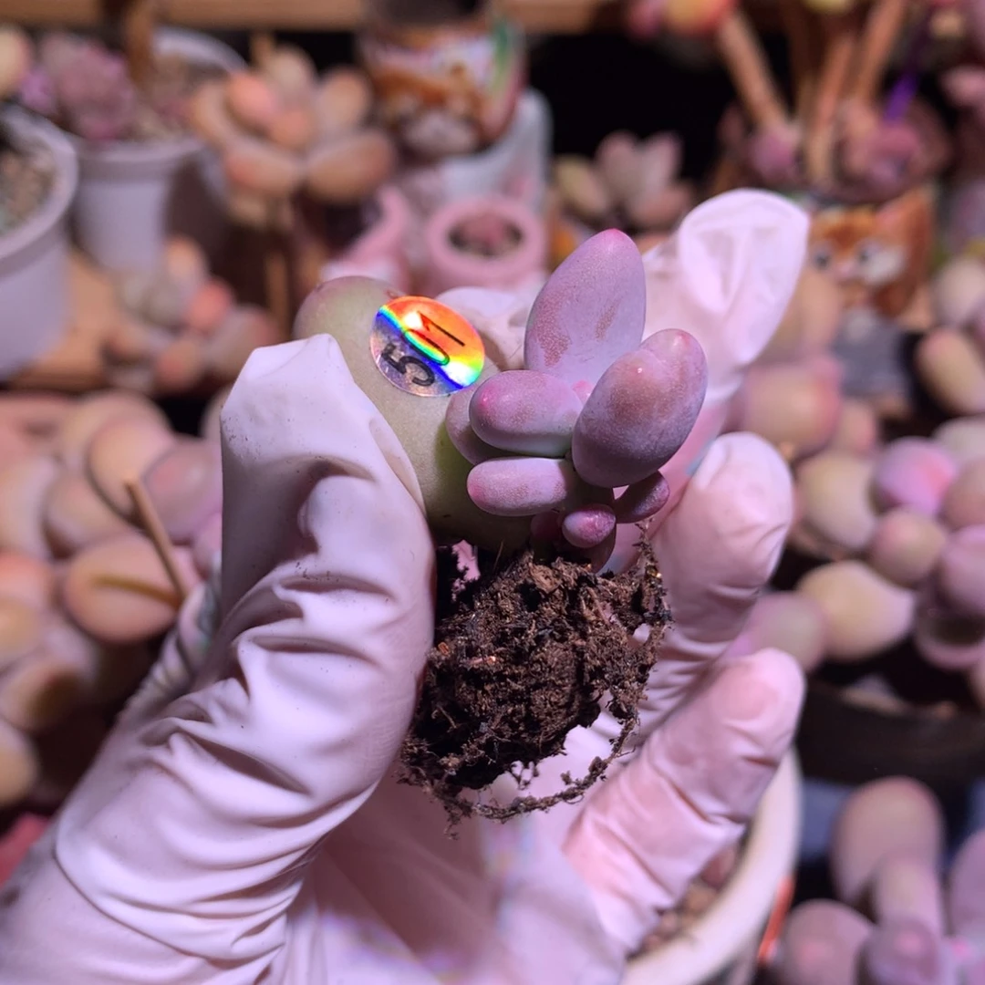 501 米可奶酪多肉