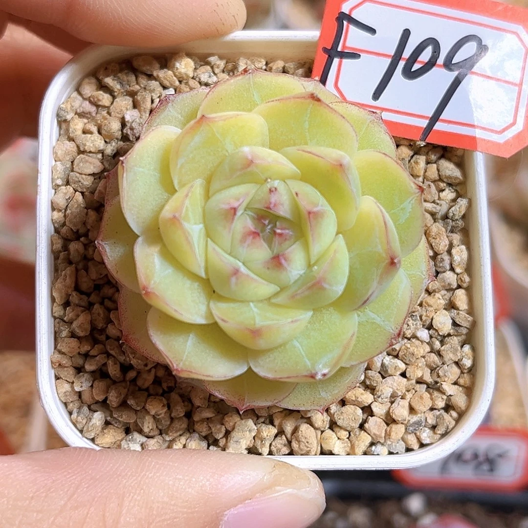 F109一物一拍 缠枝