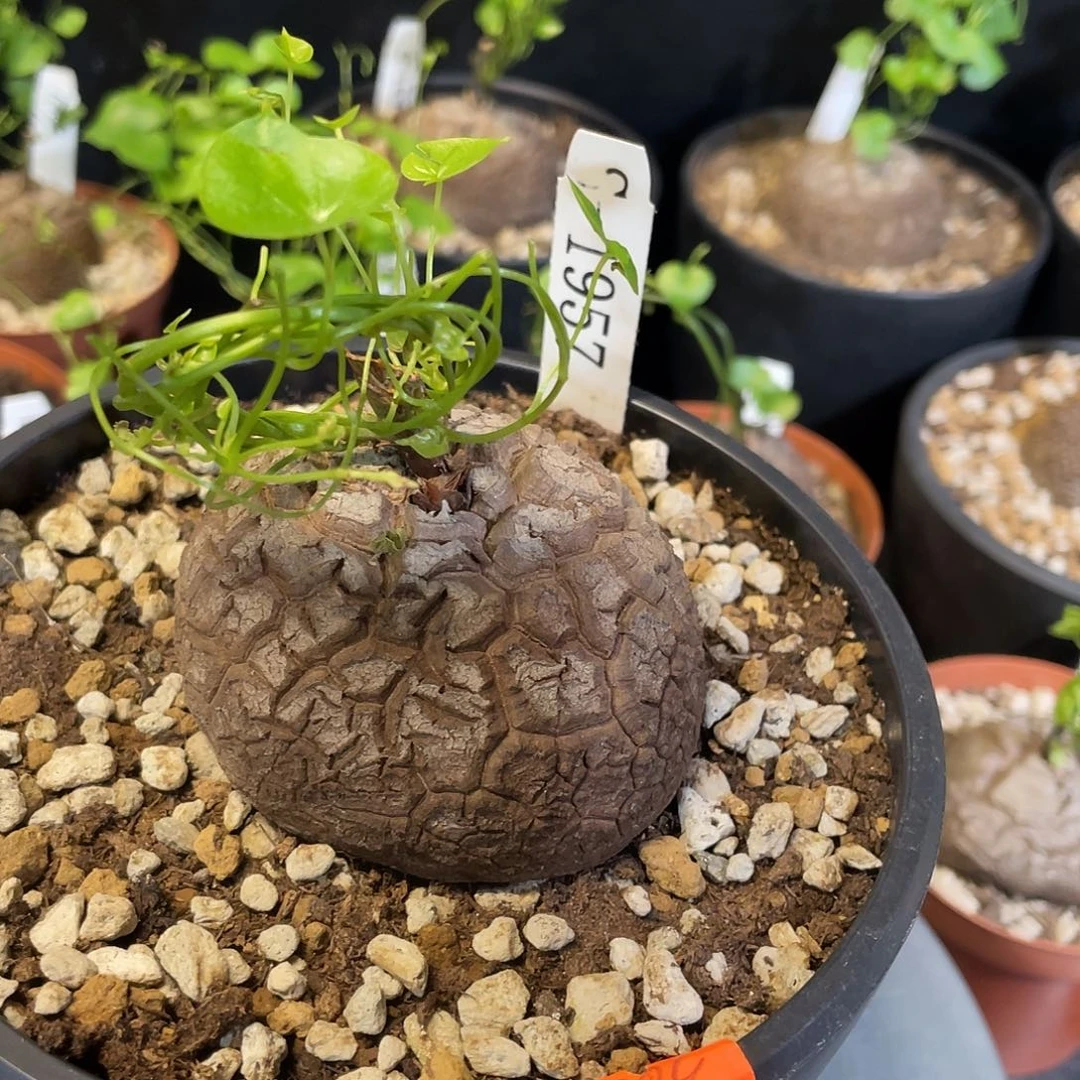 1957号龟甲龙不退不换