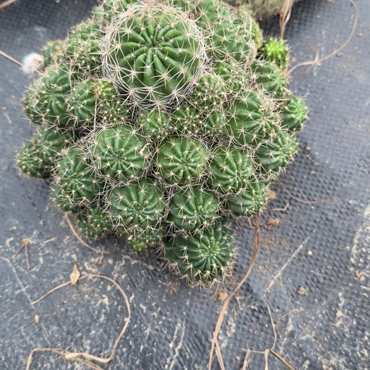丽花仙人球仙人掌群生64