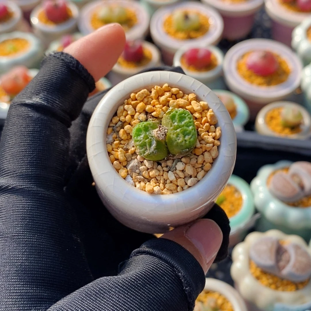 5092--一物一拍 带盆