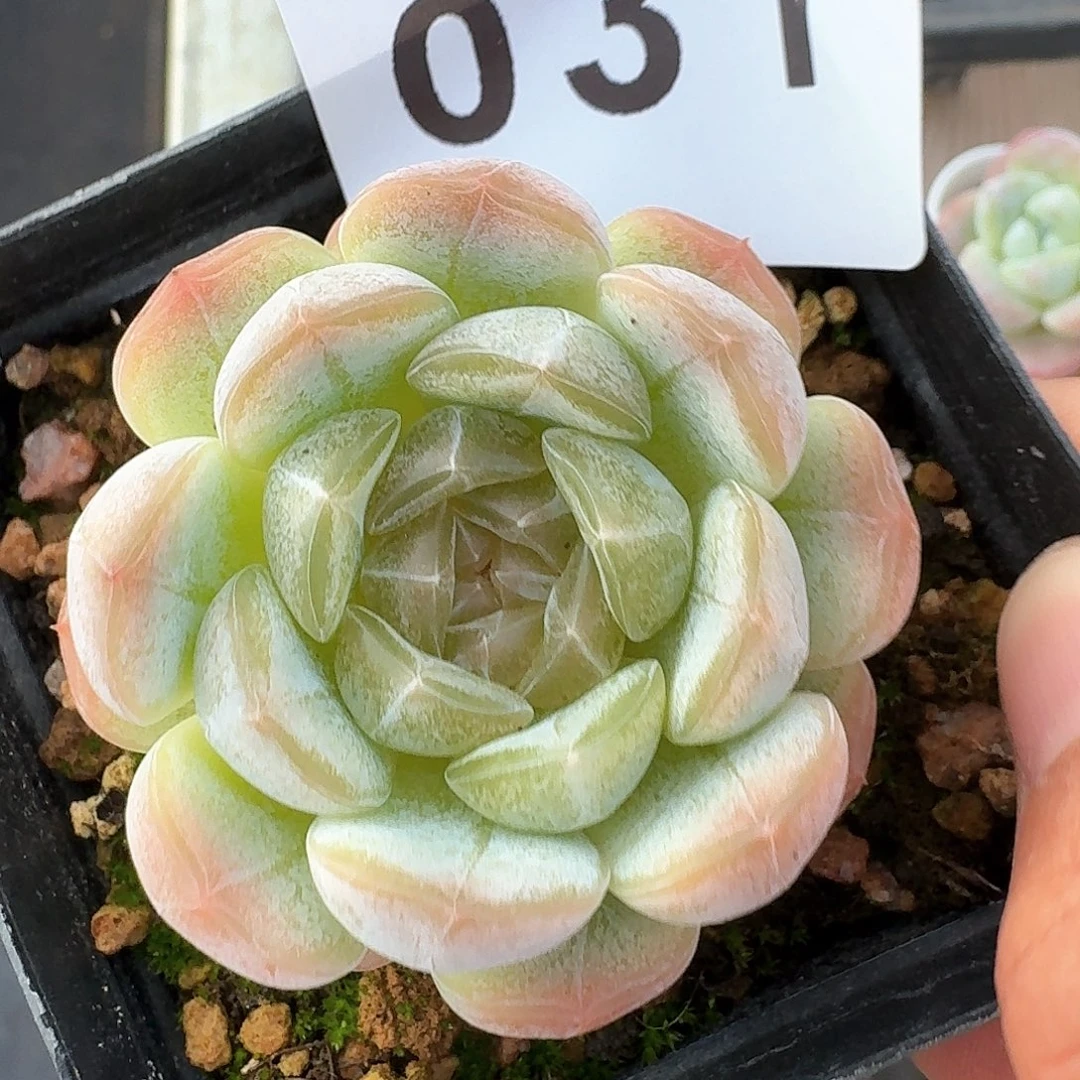 开播福利拍够包邮发货