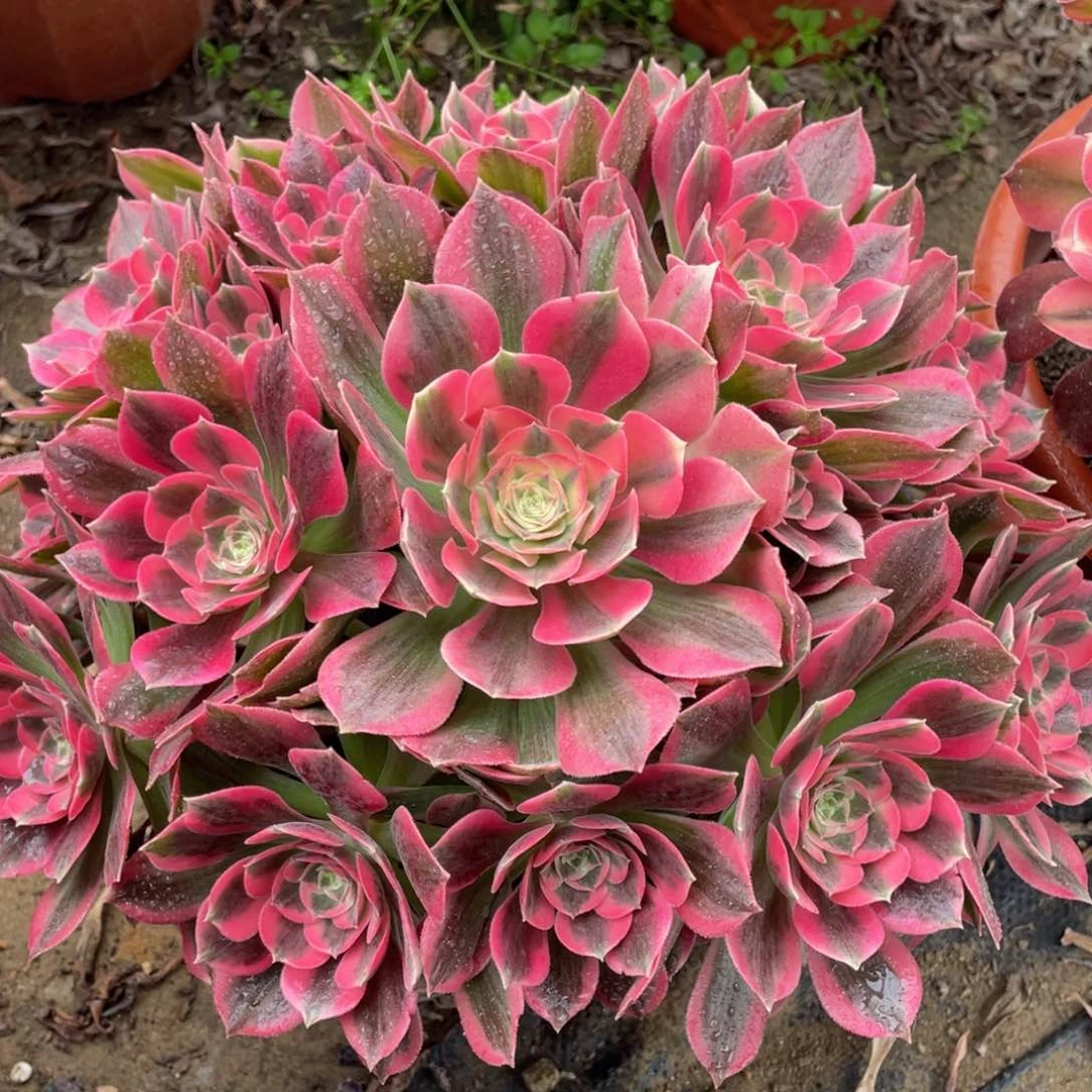 555粉女郎精品法师多肉