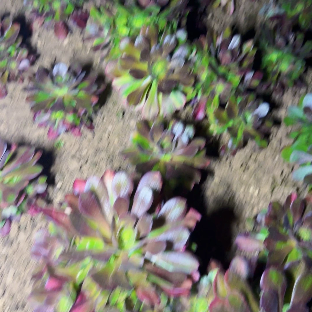 流星雨法师满20包邮