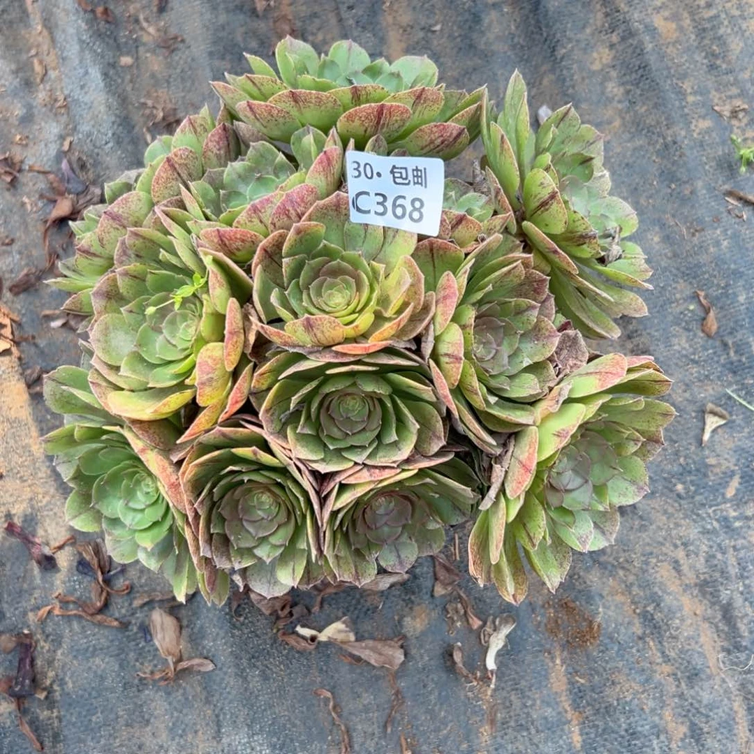 368万拉屎多肉法师