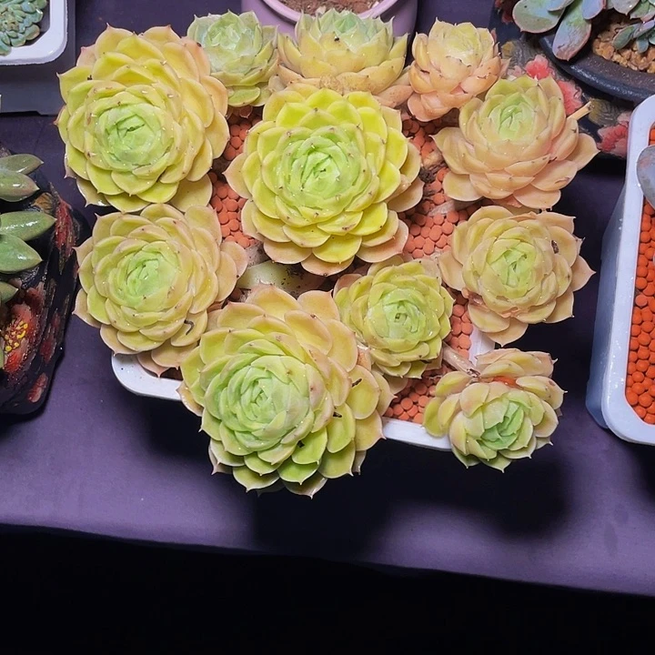 乳***沙寄养多肉植物昂斯诺