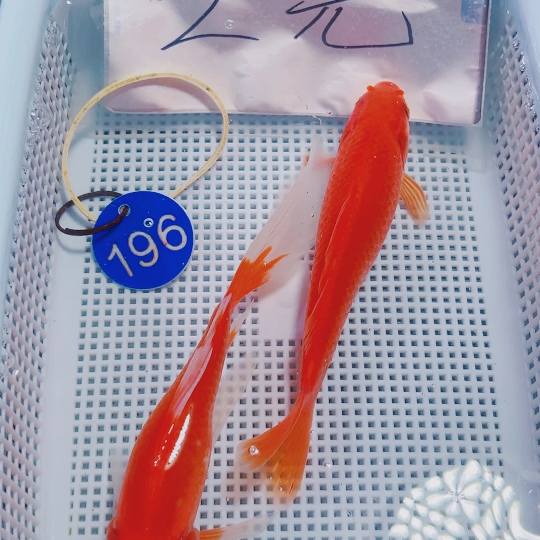 锦鲤196 锦鲤冷水观赏