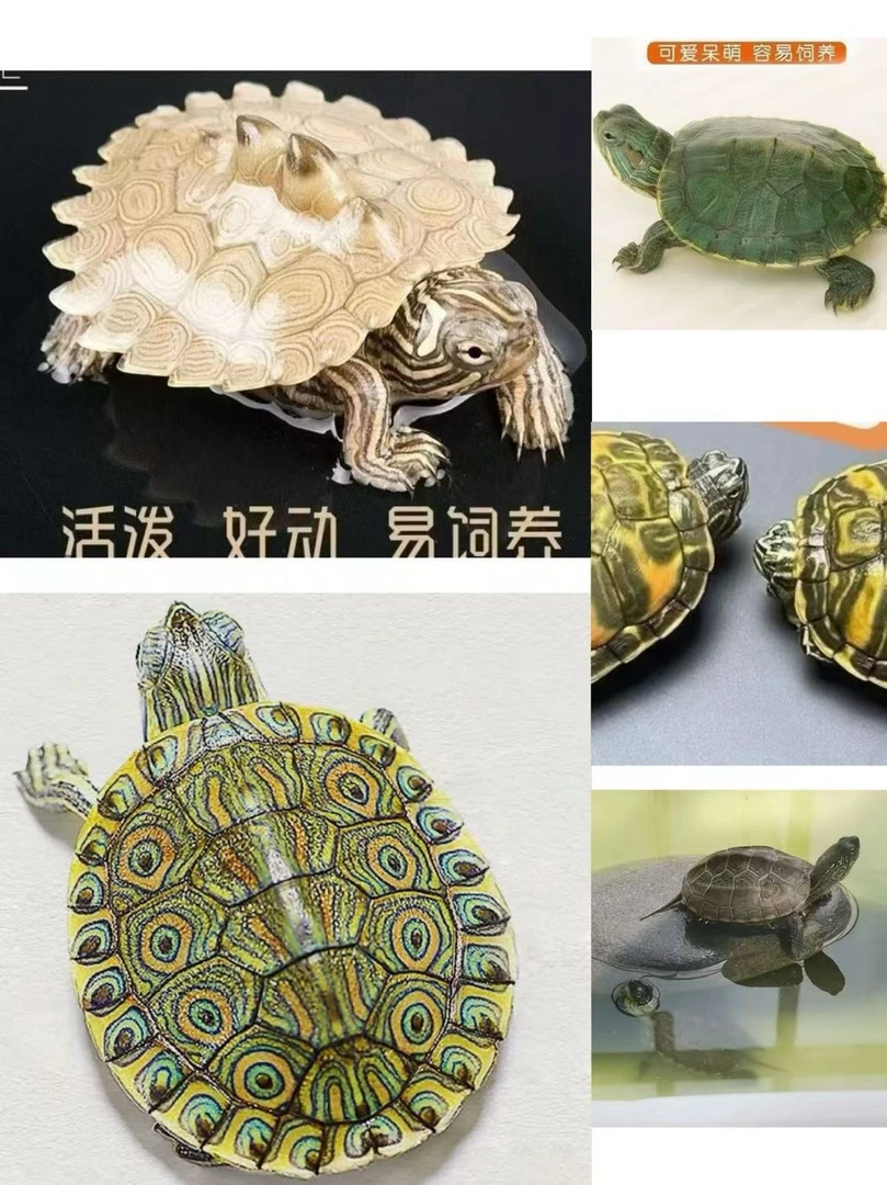 基因巴西地图草龟西锦花龟杂锦等等随机深水浅水龟混养龟随机发