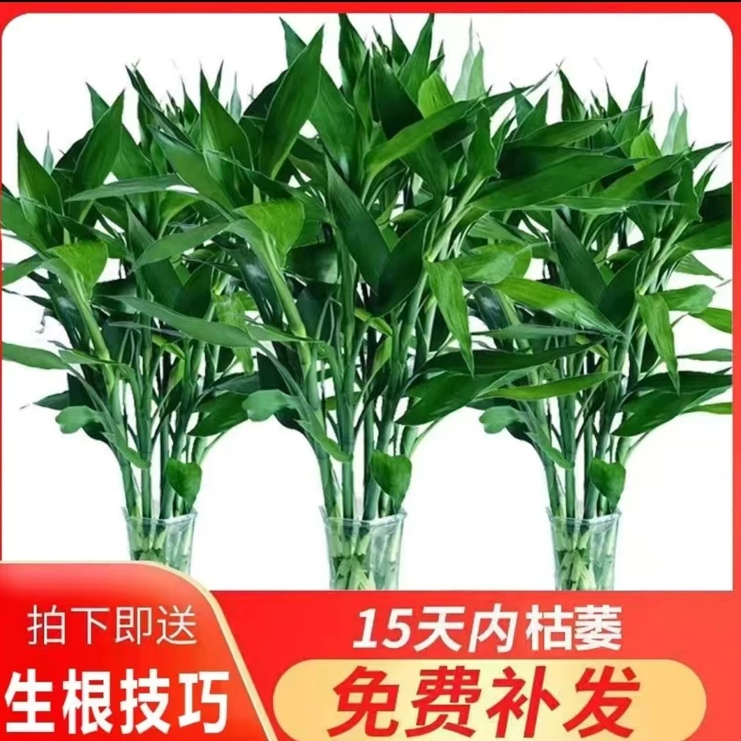 【精品】富贵竹70-80厘米水培植物水竹水养绿植净化空气