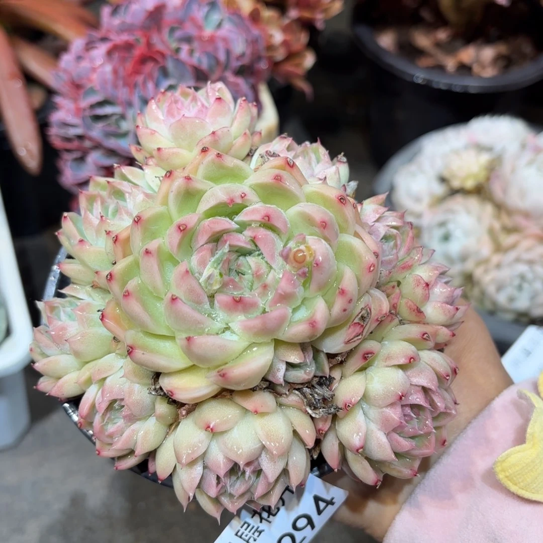 同温层多肉糖果女王294