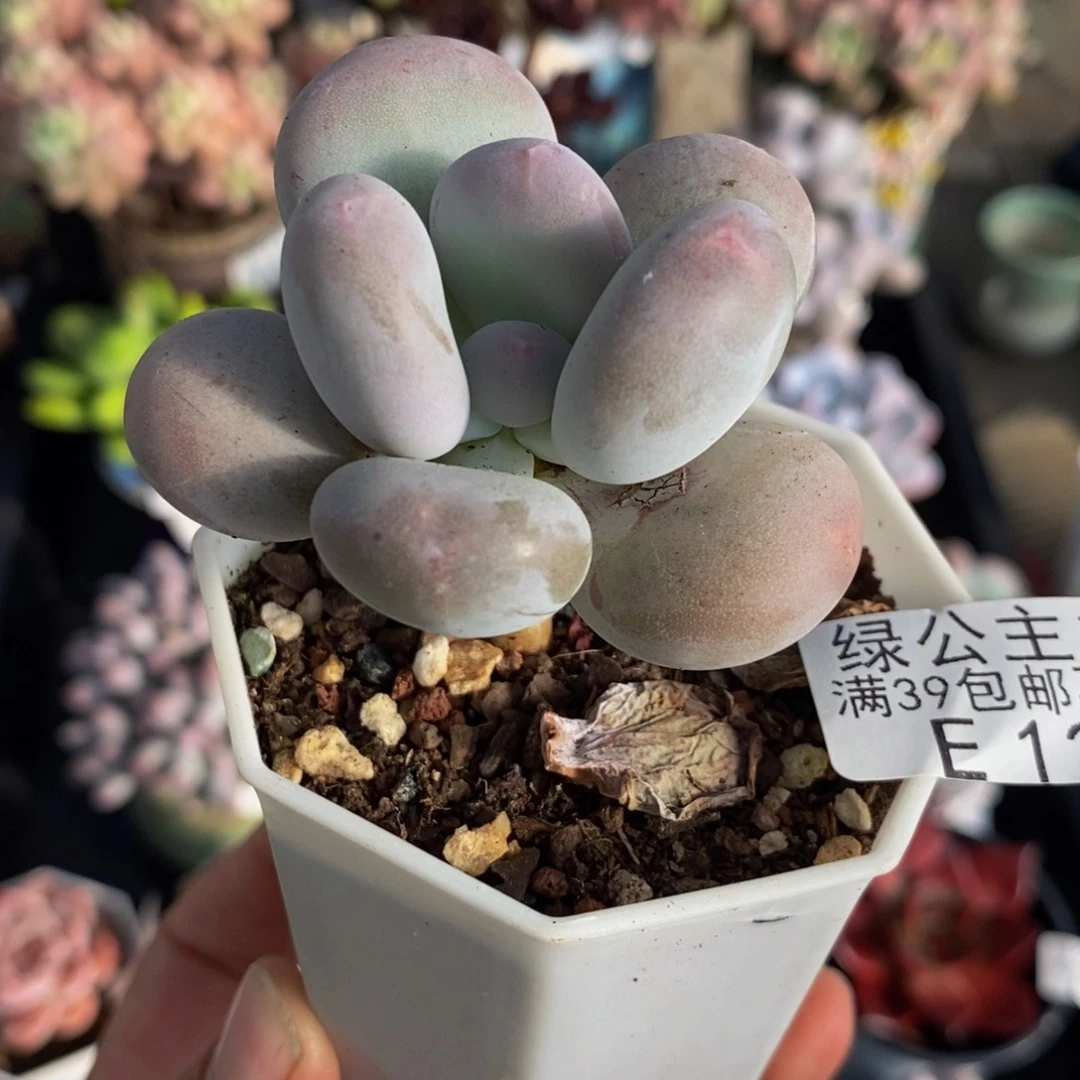 1295蛋黄奶5cm多肉