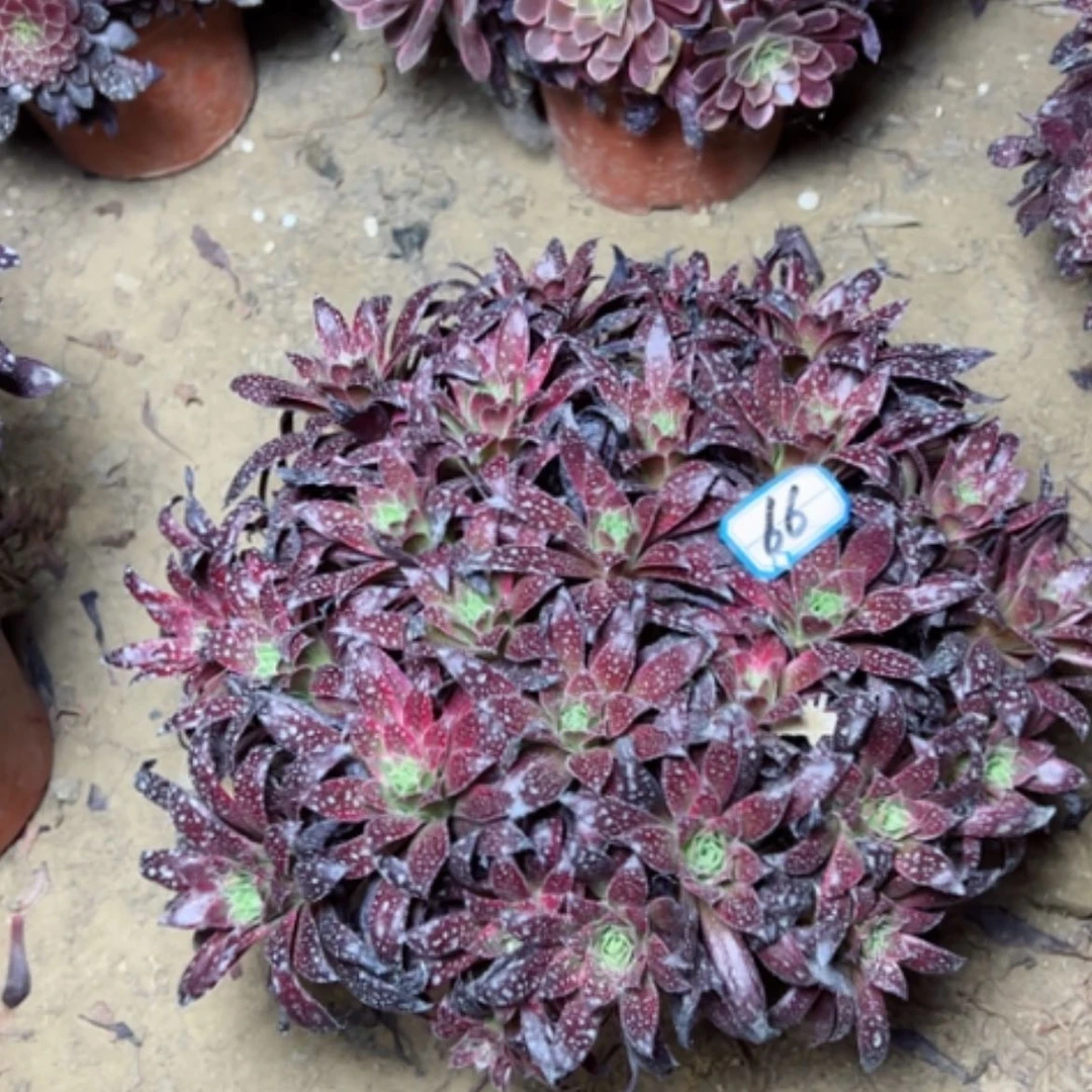 【闪购商品】多肉植物惊鸿66