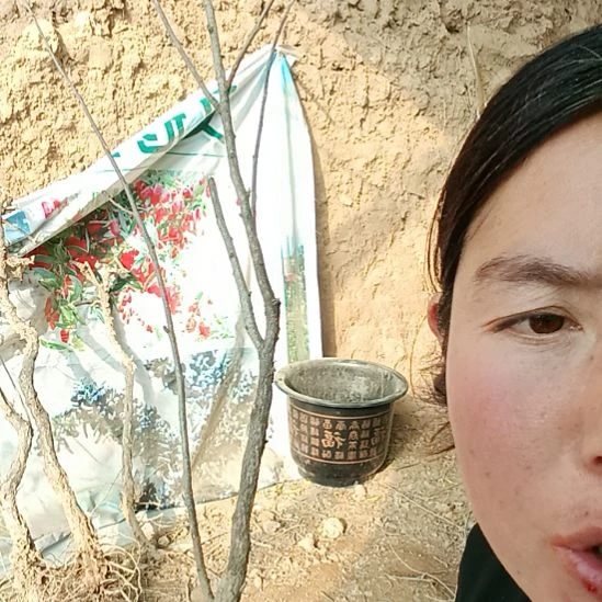 李***均完全开放文冠树一颗