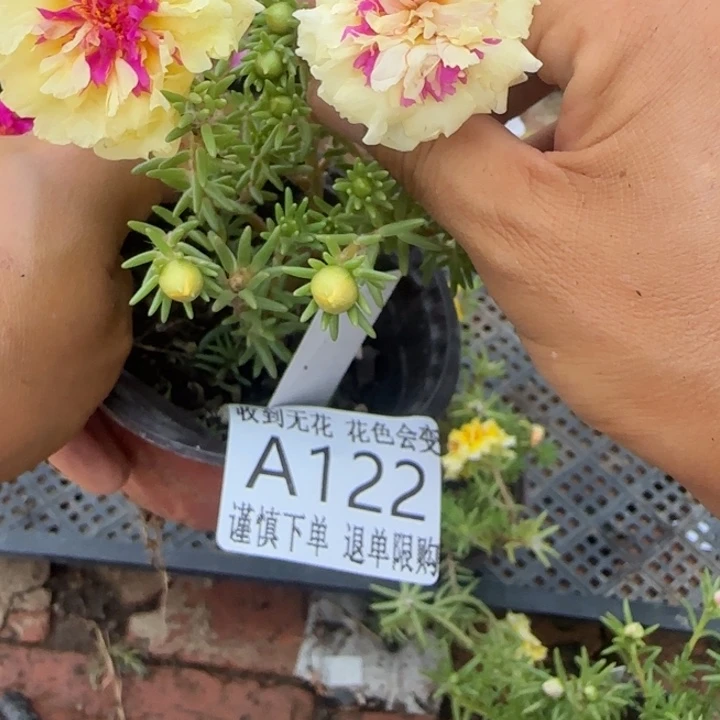 无花朵A122超小苗盆口10cm