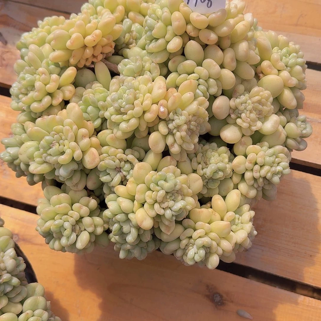 前**事1908比尔盖茨多肉