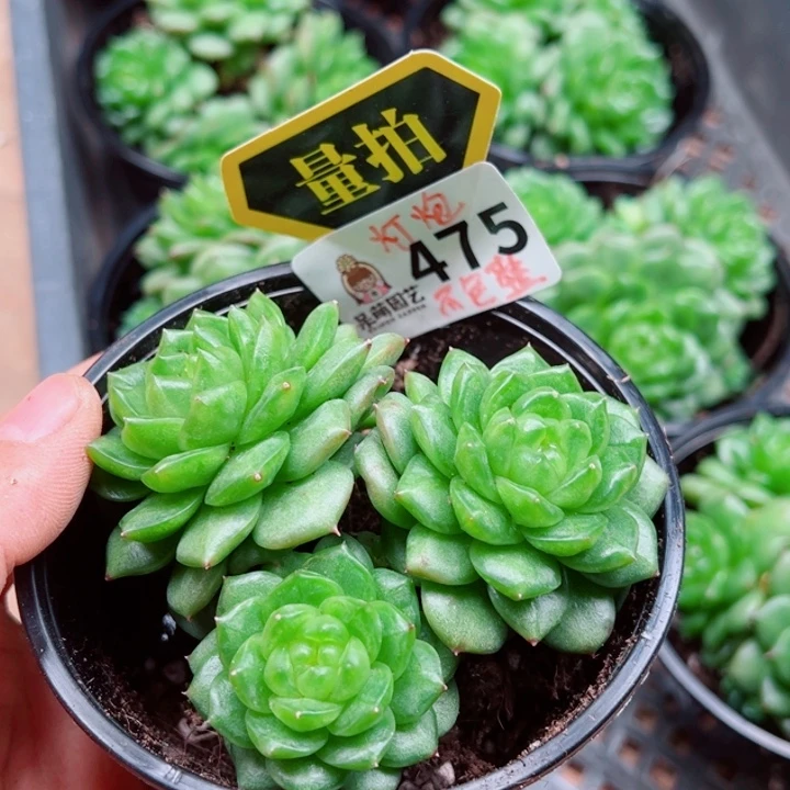 多肉植物多肉植物